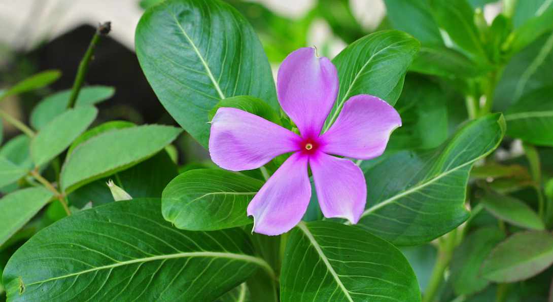 Catharanthus roseus