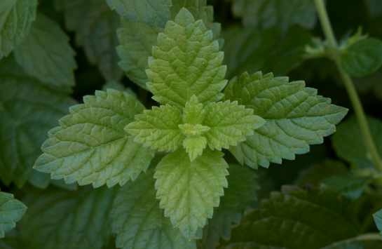 Mentha spicata