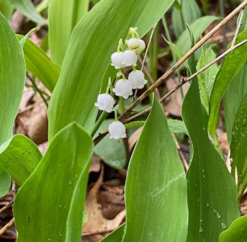 A “virtual plant” that blooms in Spring and was “undercover” at the Garden Walk - Lily of the Valley in the Atkins Medicinal Plant Garden. 
